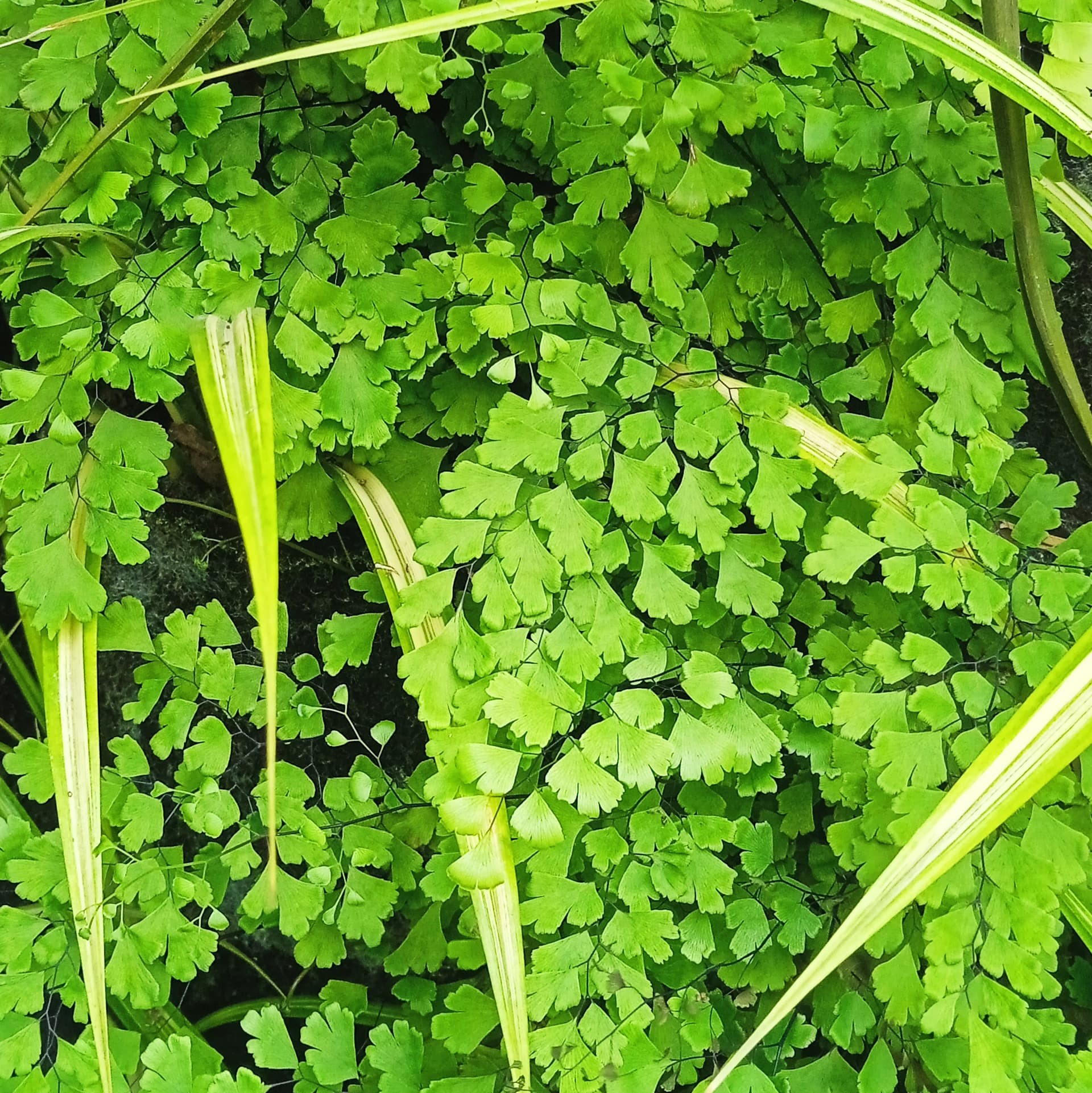 Maidenhair Fern